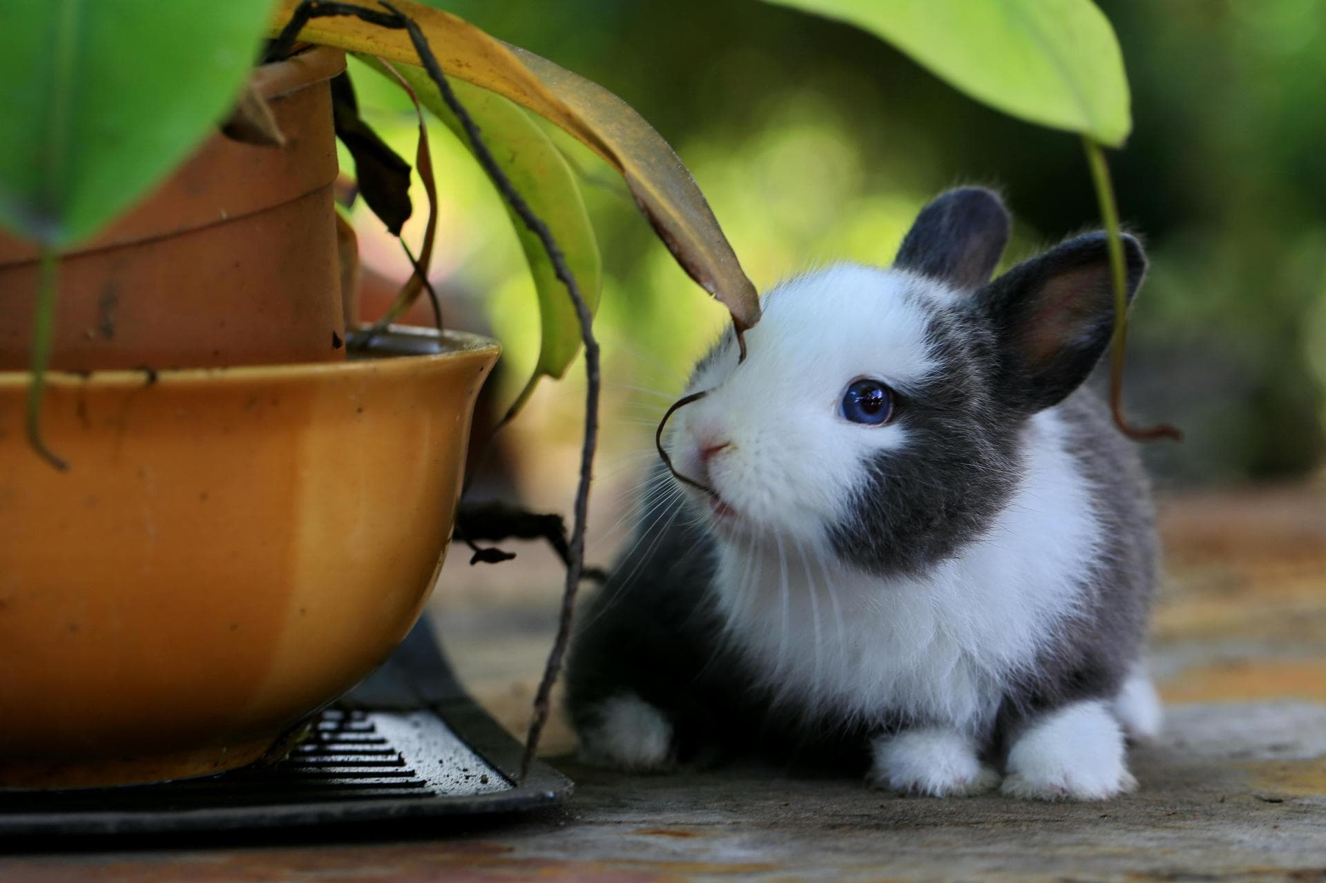 Rabbit Vaccinations Vhd Myxo Prices in Staffordshire