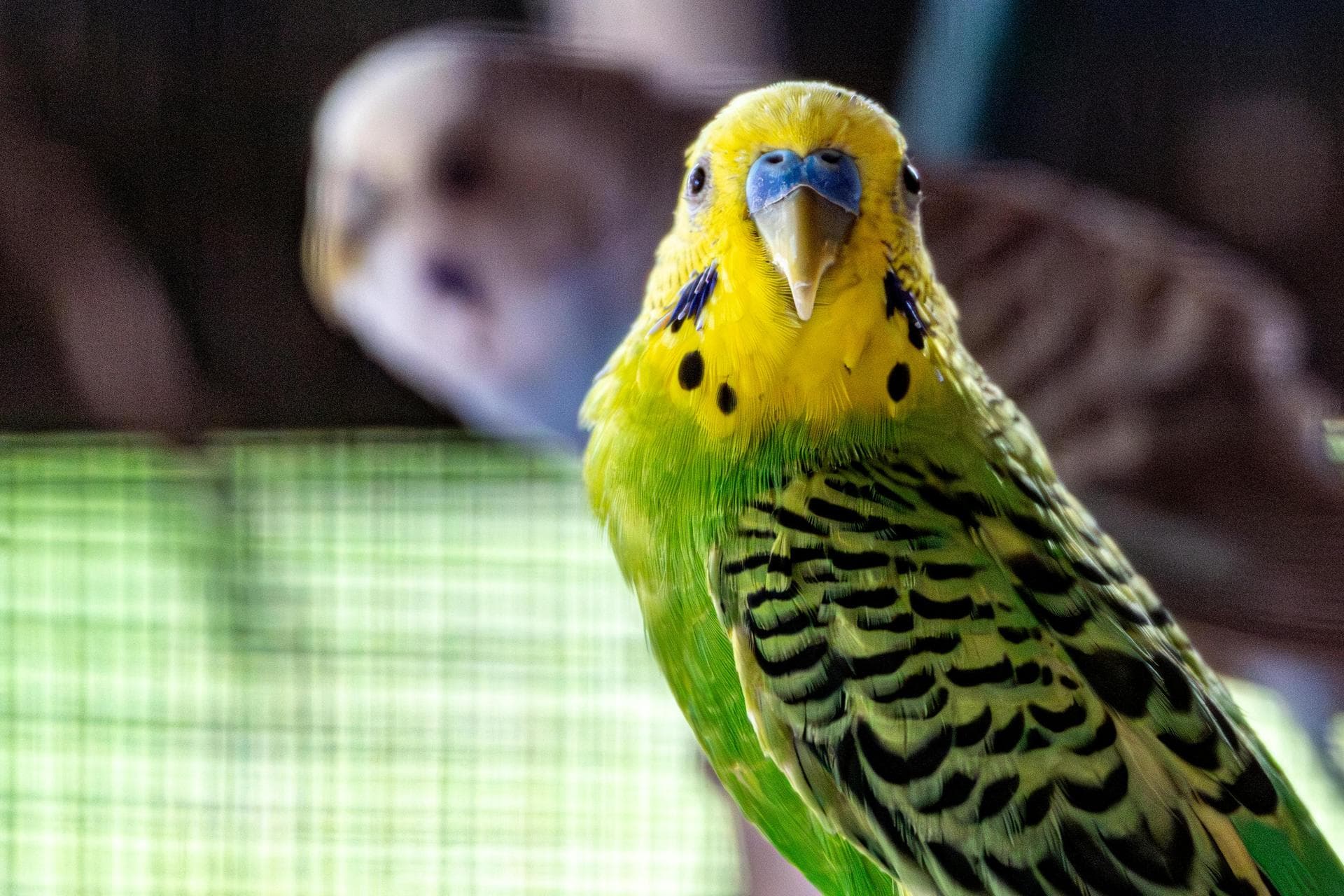 Best Vets in Eccleshall