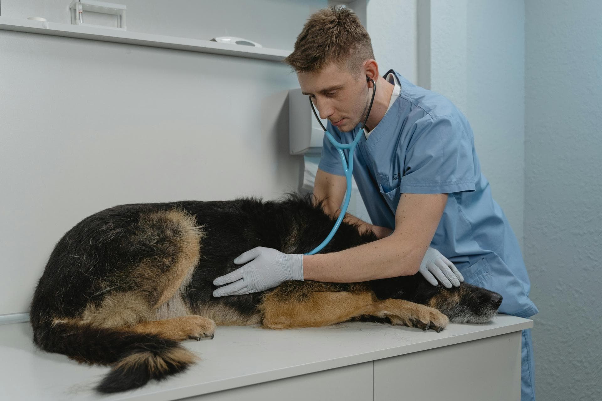 Rabbit Spay Castrate Neutering Prices in Staffordshire
