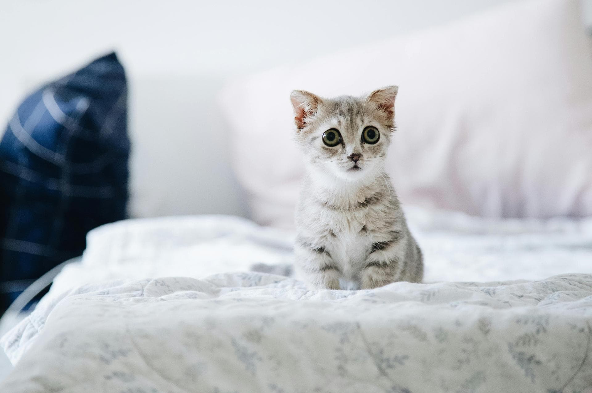Keyhole Spay Prices in Staffordshire